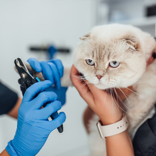 Veterinary Instruments